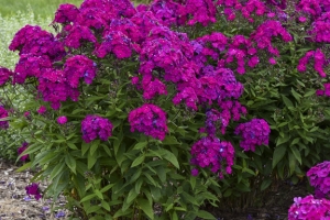 Phlox paniculata 'Ultra Violet' 